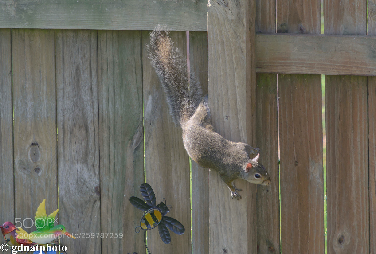 Nikon D3400 sample photo. Walled squirrel  photography