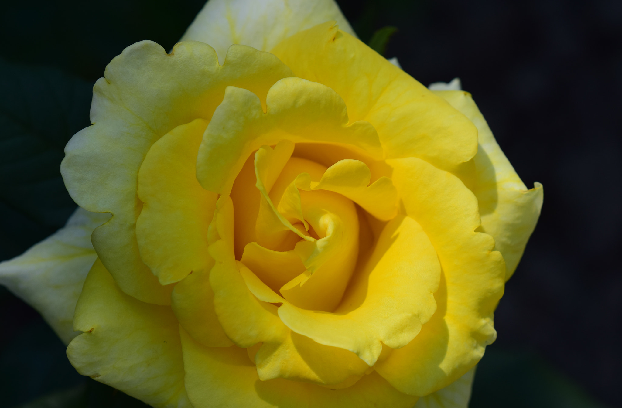Nikon AF-S DX Micro-Nikkor 85mm F3.5G ED VR sample photo. Yellow details photography