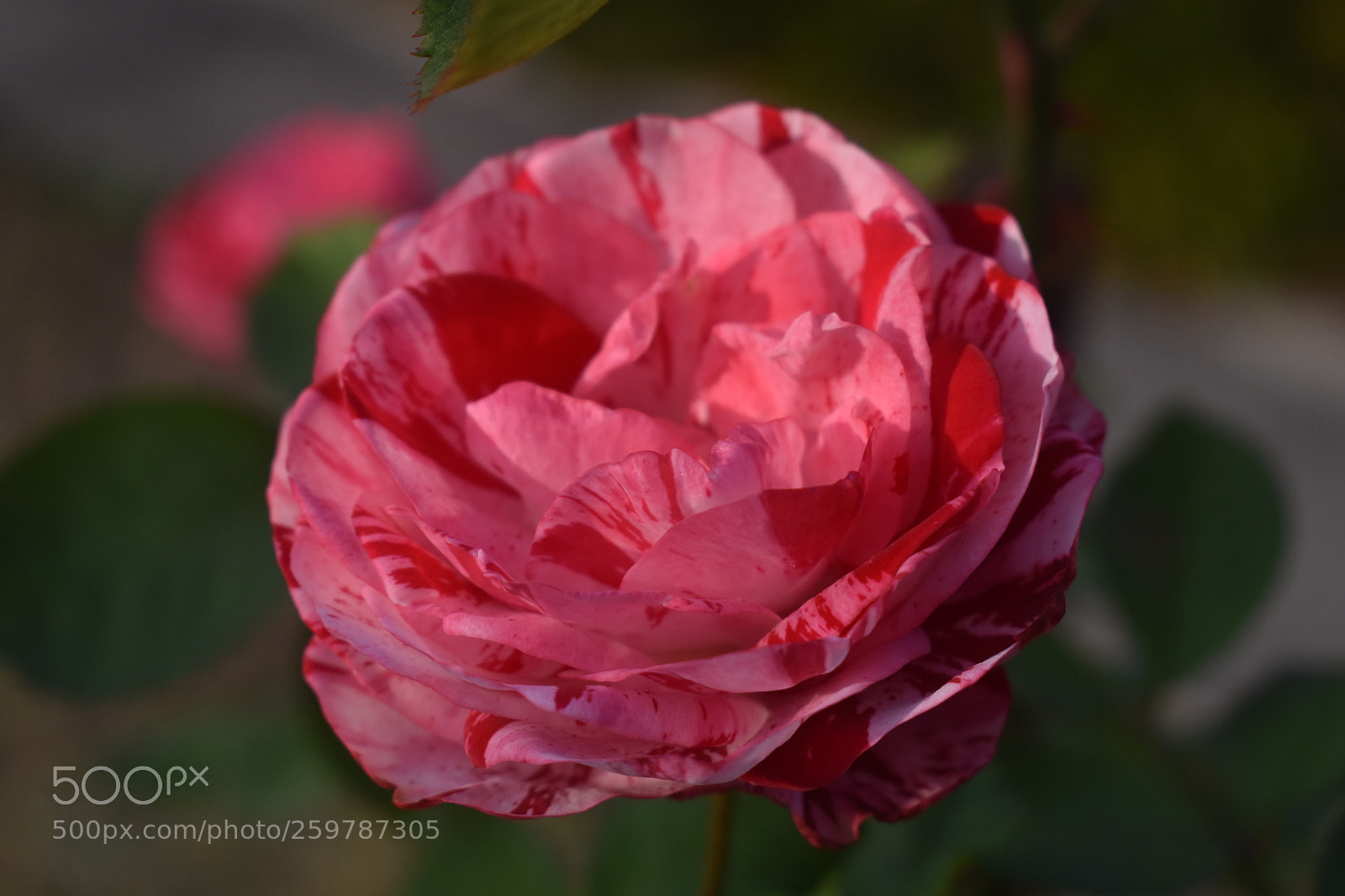 Nikon D3400 sample photo. Candy striped rose photography