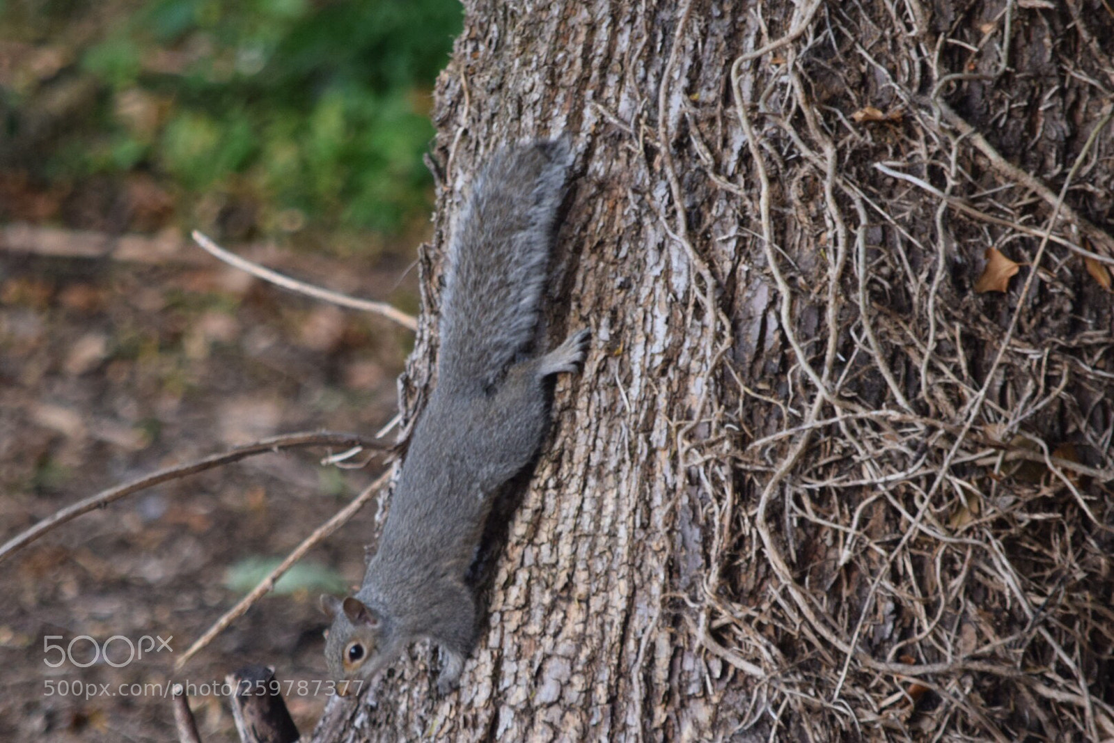 Nikon D5300 sample photo. Untitled photography