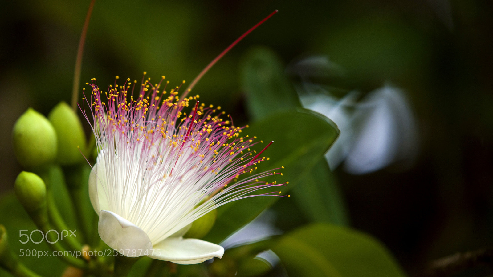 Nikon D810 sample photo. Untitled photography