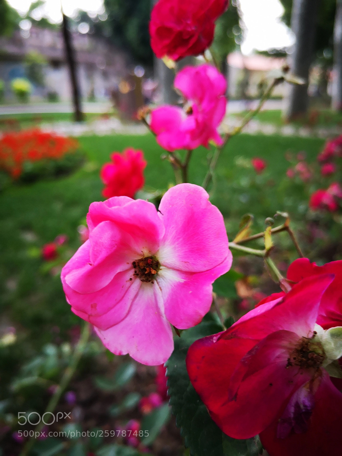 HUAWEI P20 sample photo. Flower photography