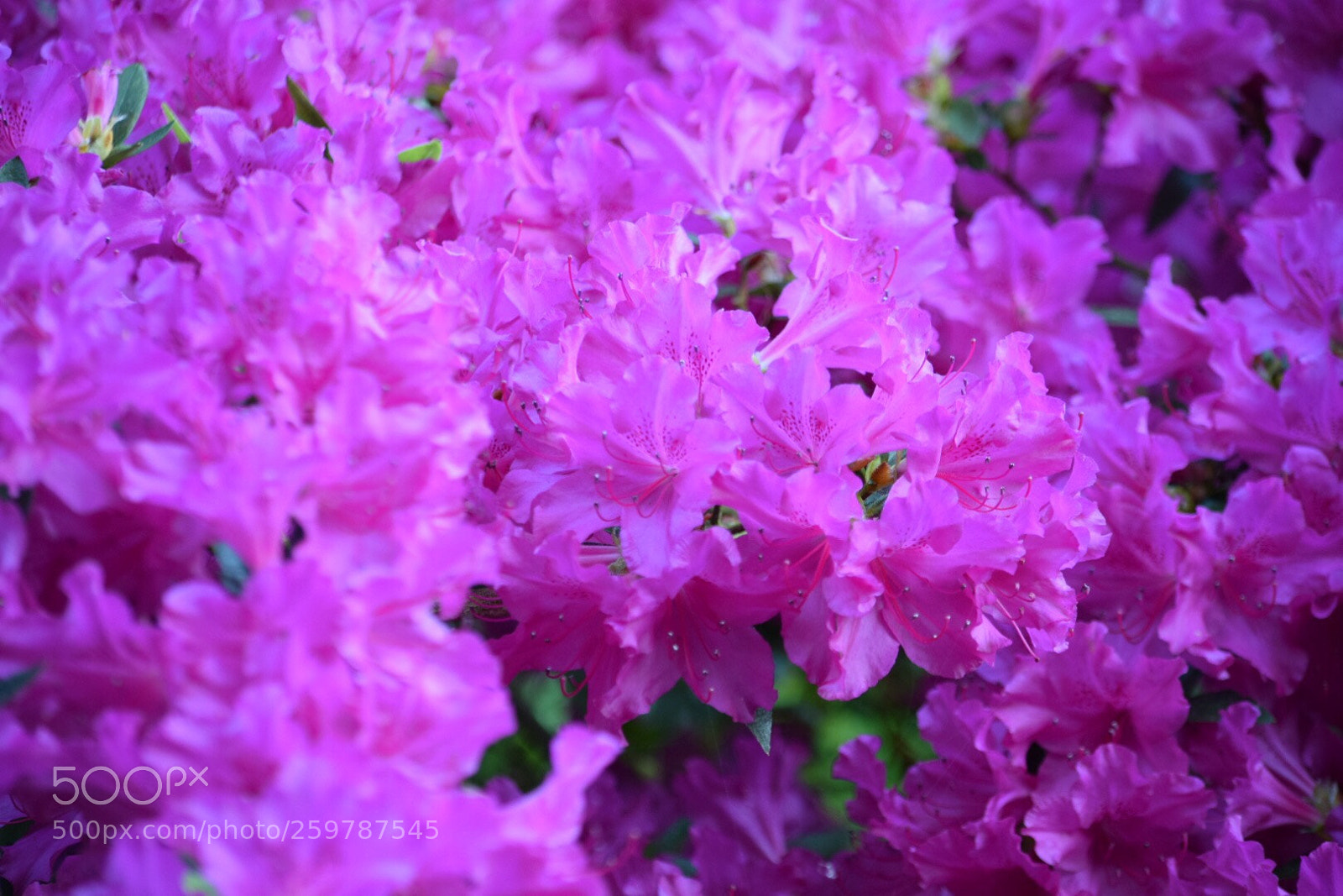 Nikon D5300 sample photo. Untitled photography