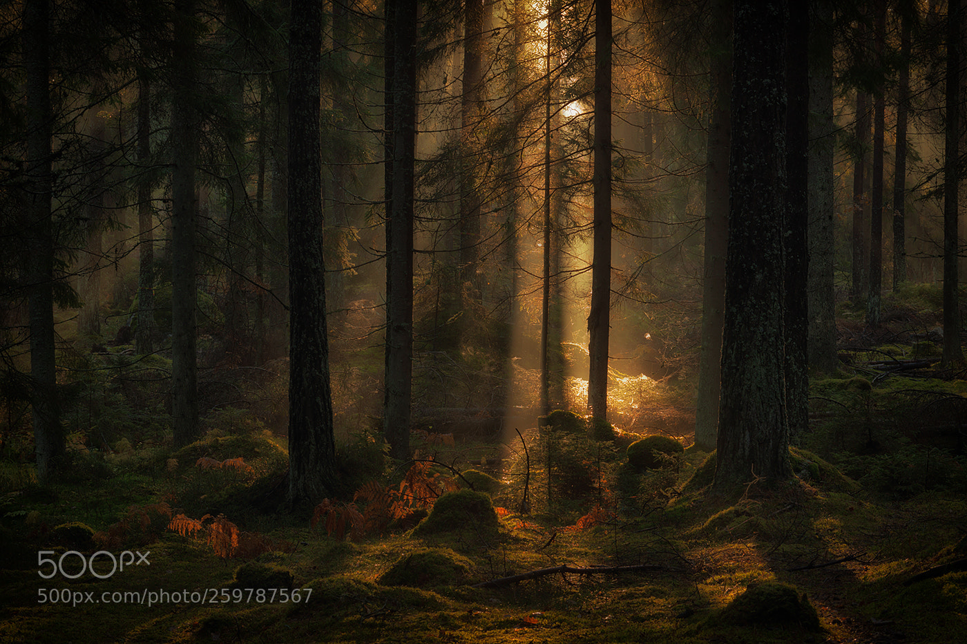 Canon EOS 5D Mark II sample photo. Forrest. photography