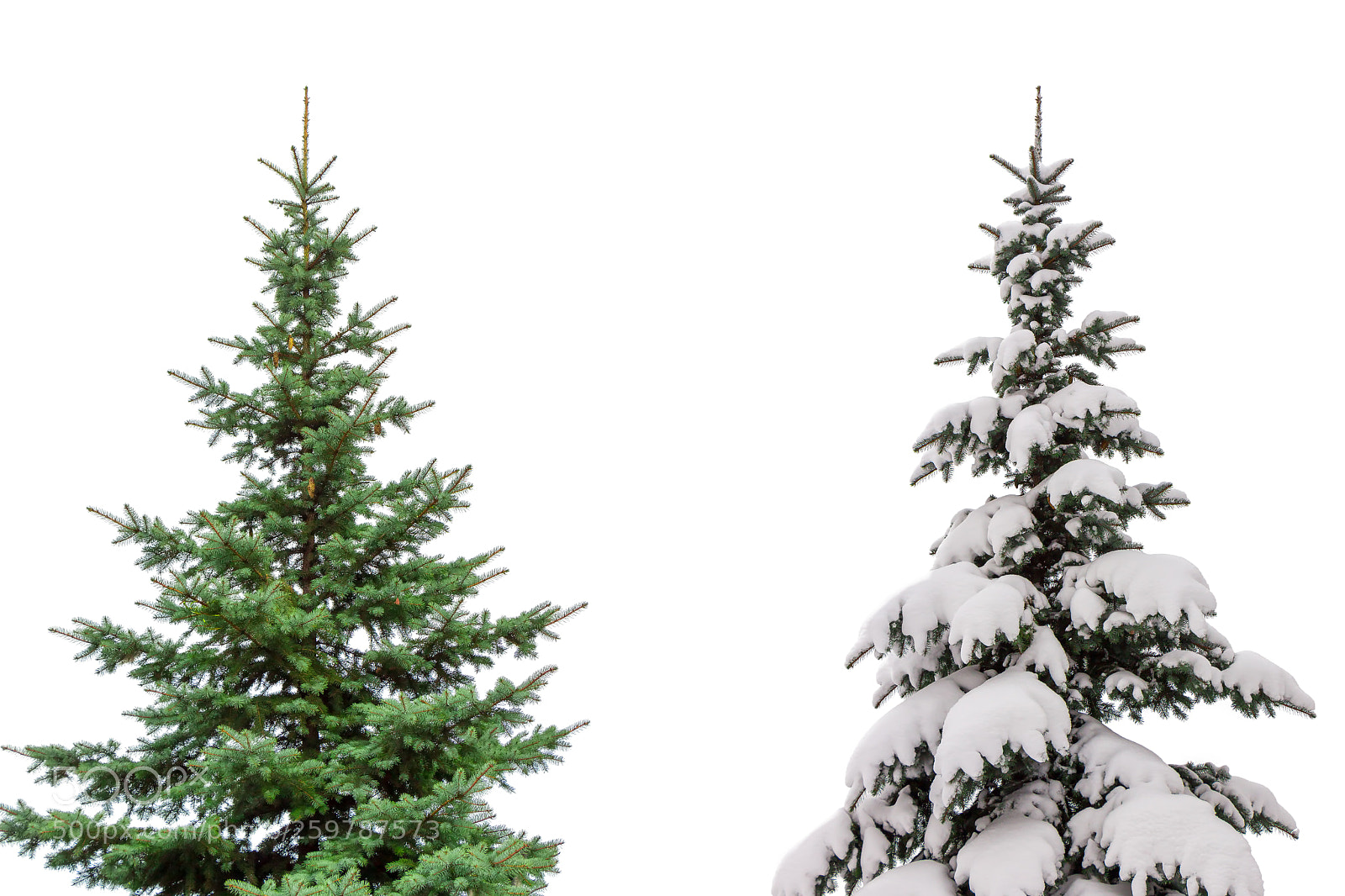 Canon EOS 700D (EOS Rebel T5i / EOS Kiss X7i) sample photo. Two christmas trees isolated photography