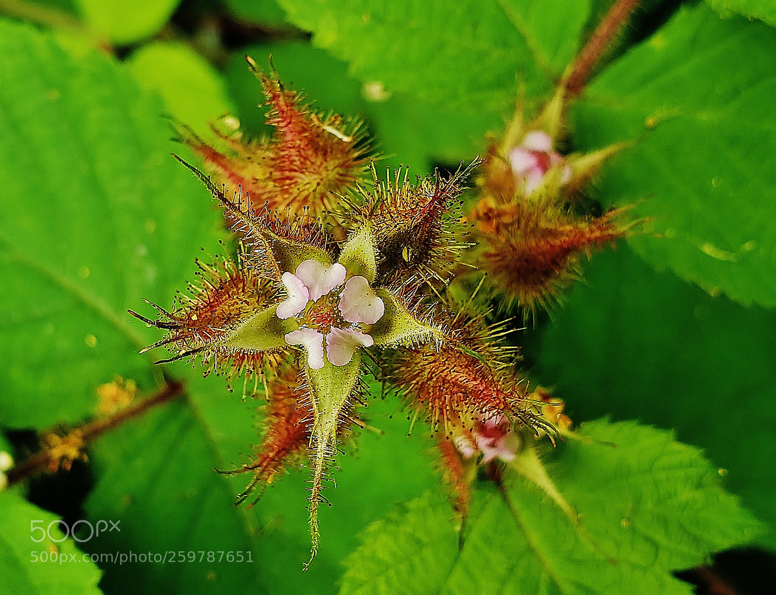 Samsung Galaxy S9+ sample photo. Wineberry blossom 2018 photography