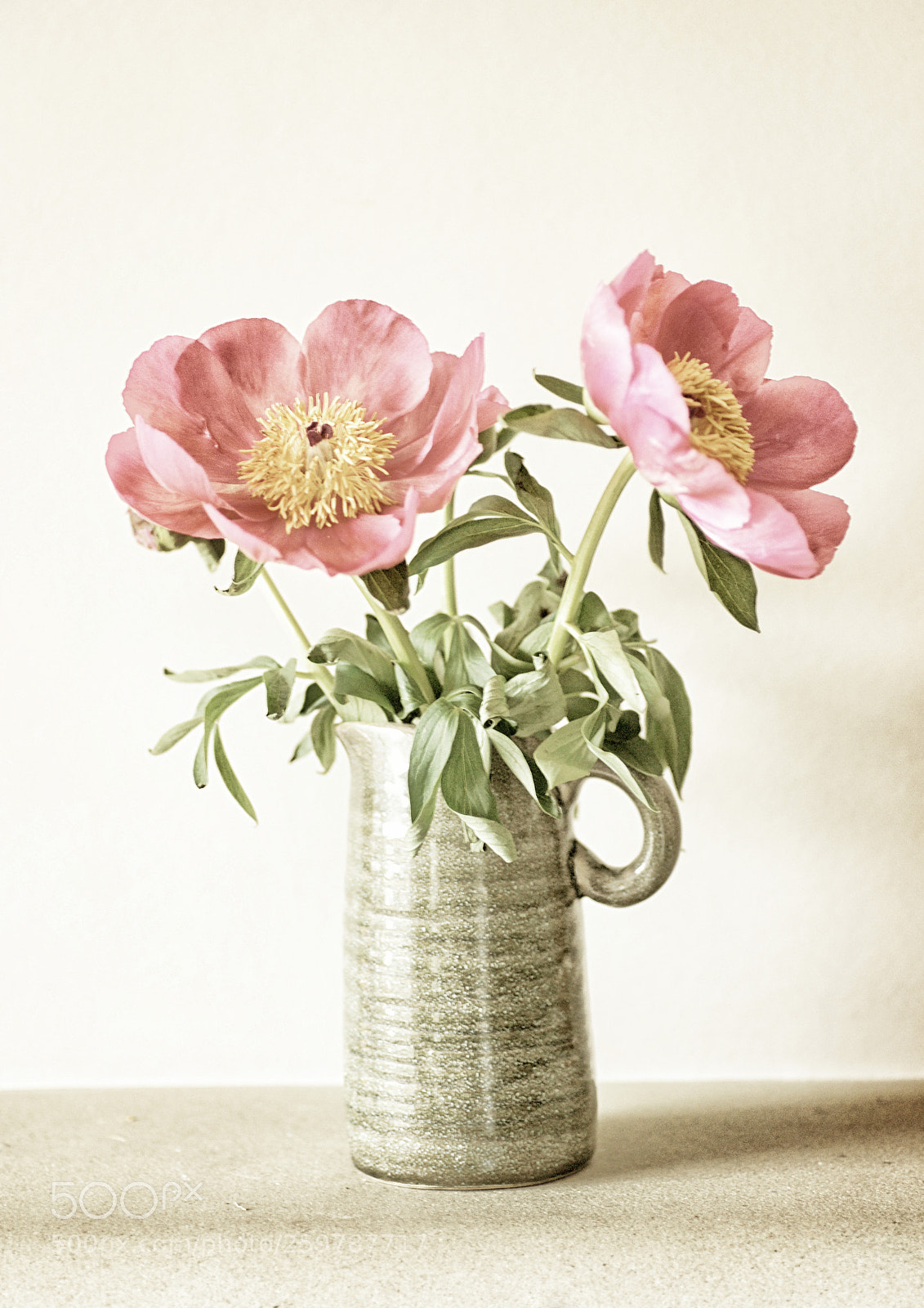 Sony Alpha DSLR-A850 sample photo. Vintage peonies photography