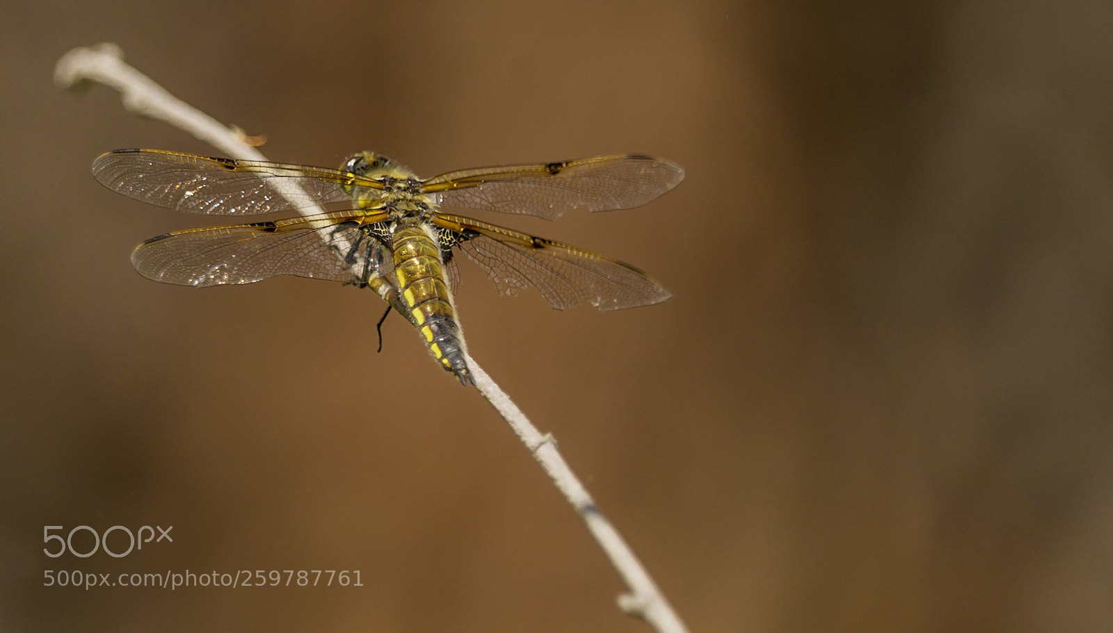 Sony a99 II sample photo. Amber dragonfly  photography