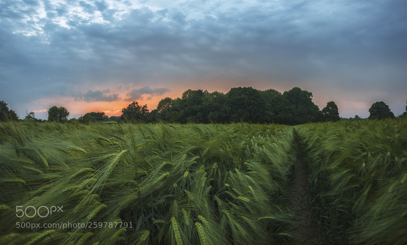 Canon EOS 5D Mark II sample photo. Dusk wheat photography