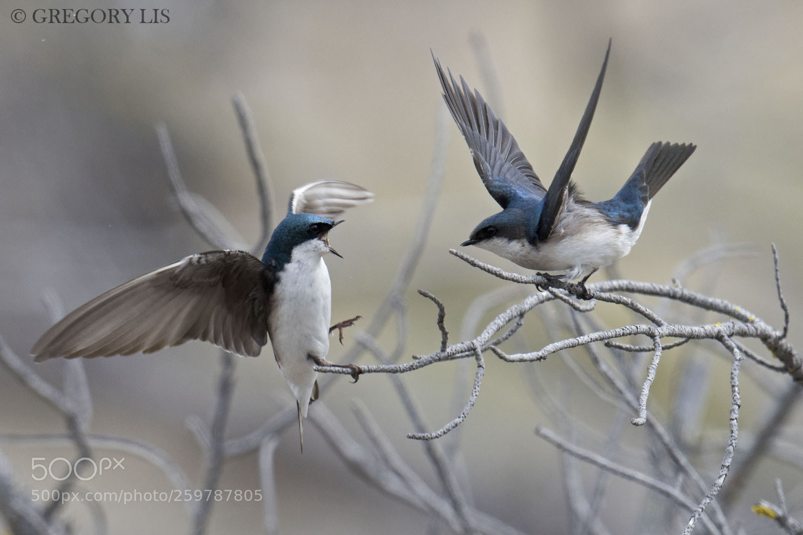 Nikon D810 sample photo. Tree swallows photography