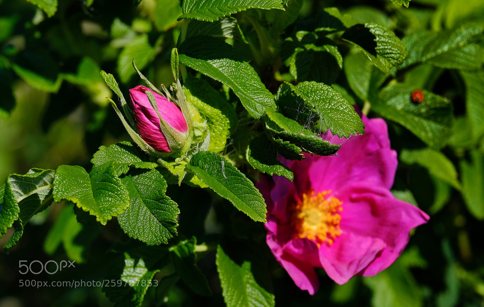 Fujifilm X-T20 sample photo. Blossoming dogrose photography
