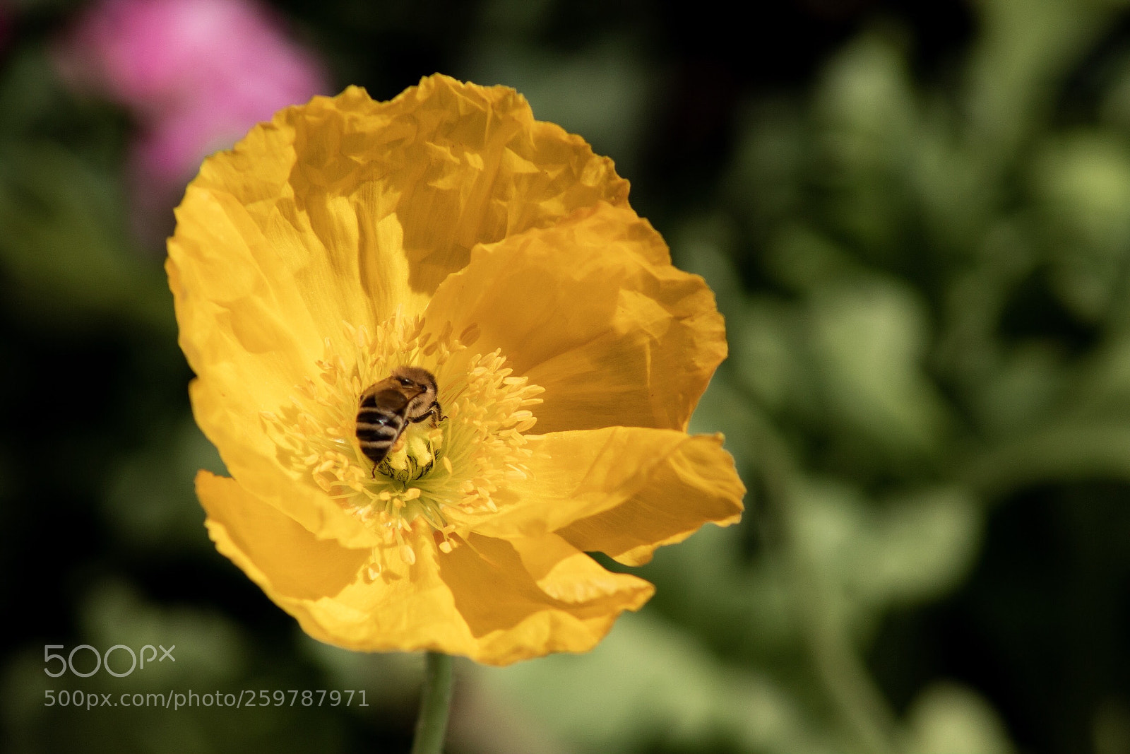 Canon EOS 70D sample photo. Bee and poppy photography