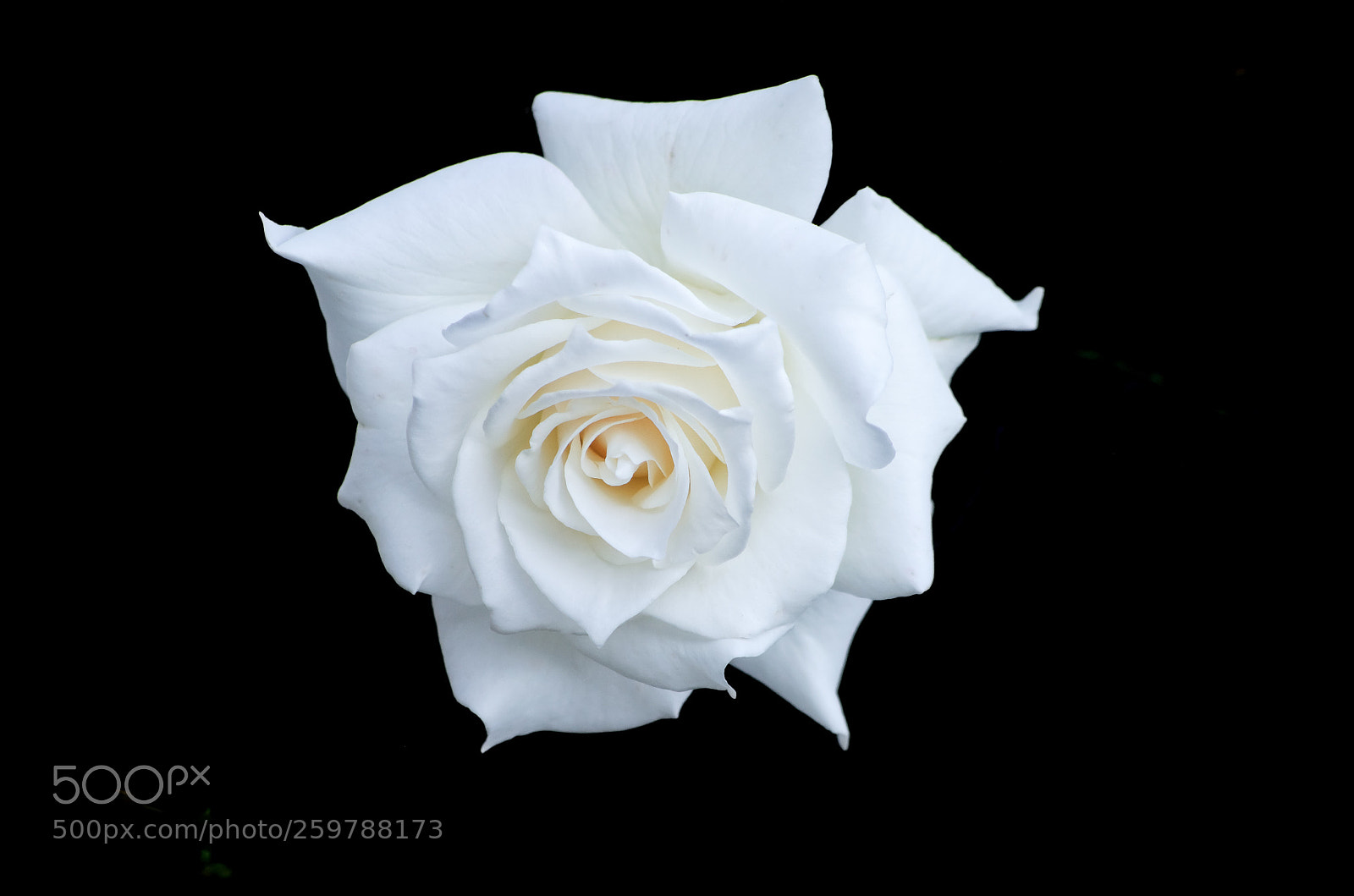 Pentax K-30 sample photo. White rose in black photography