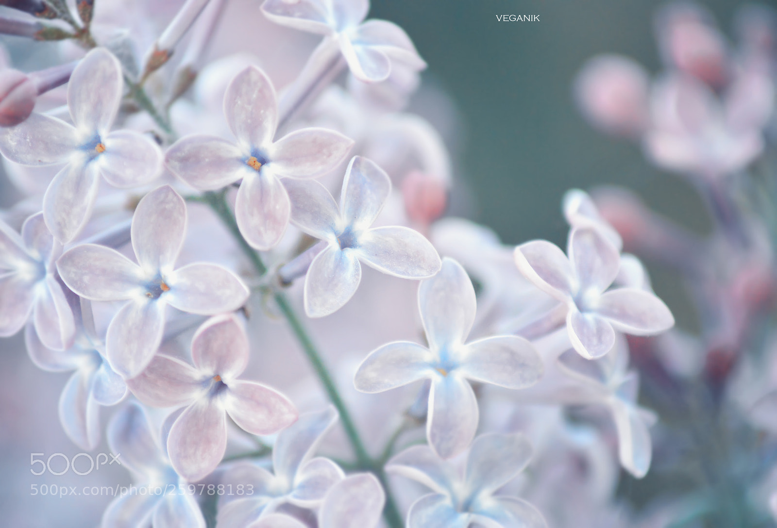 Nikon D3200 sample photo. Untitled photography