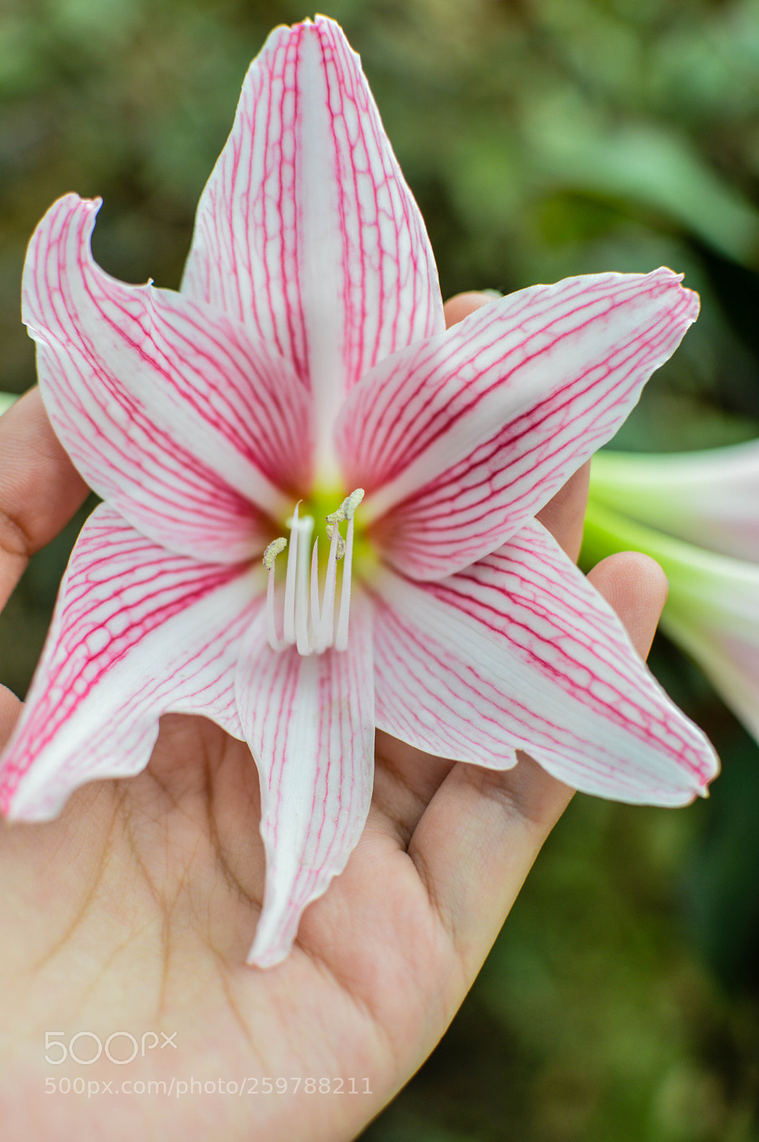 Nikon D3200 sample photo. Bloom photography