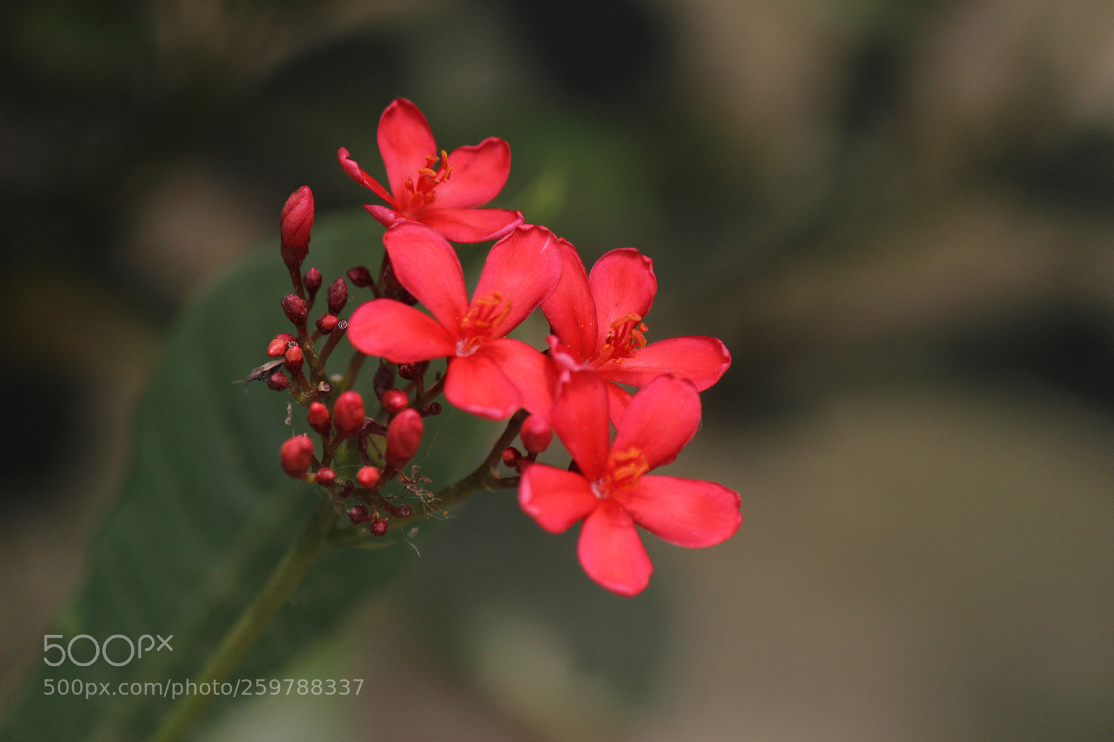 Canon EOS 600D (Rebel EOS T3i / EOS Kiss X5) sample photo. Red photography