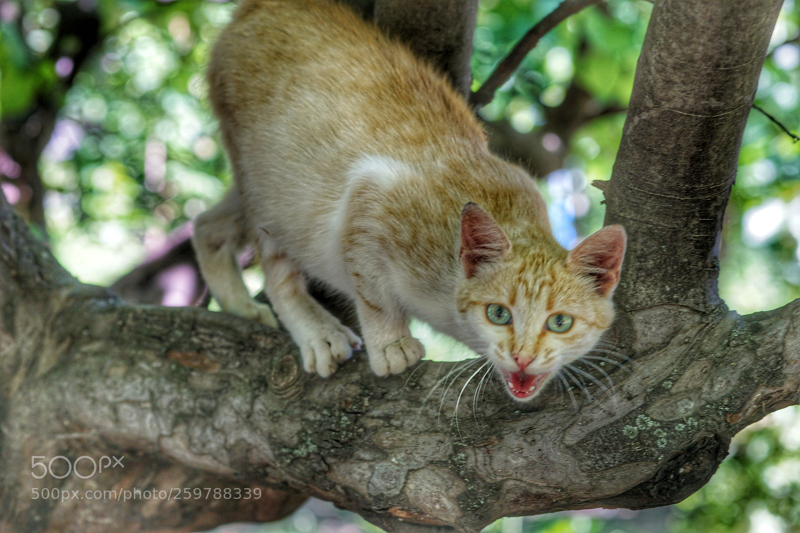 Sony a6000 sample photo. Wild pet cat photography