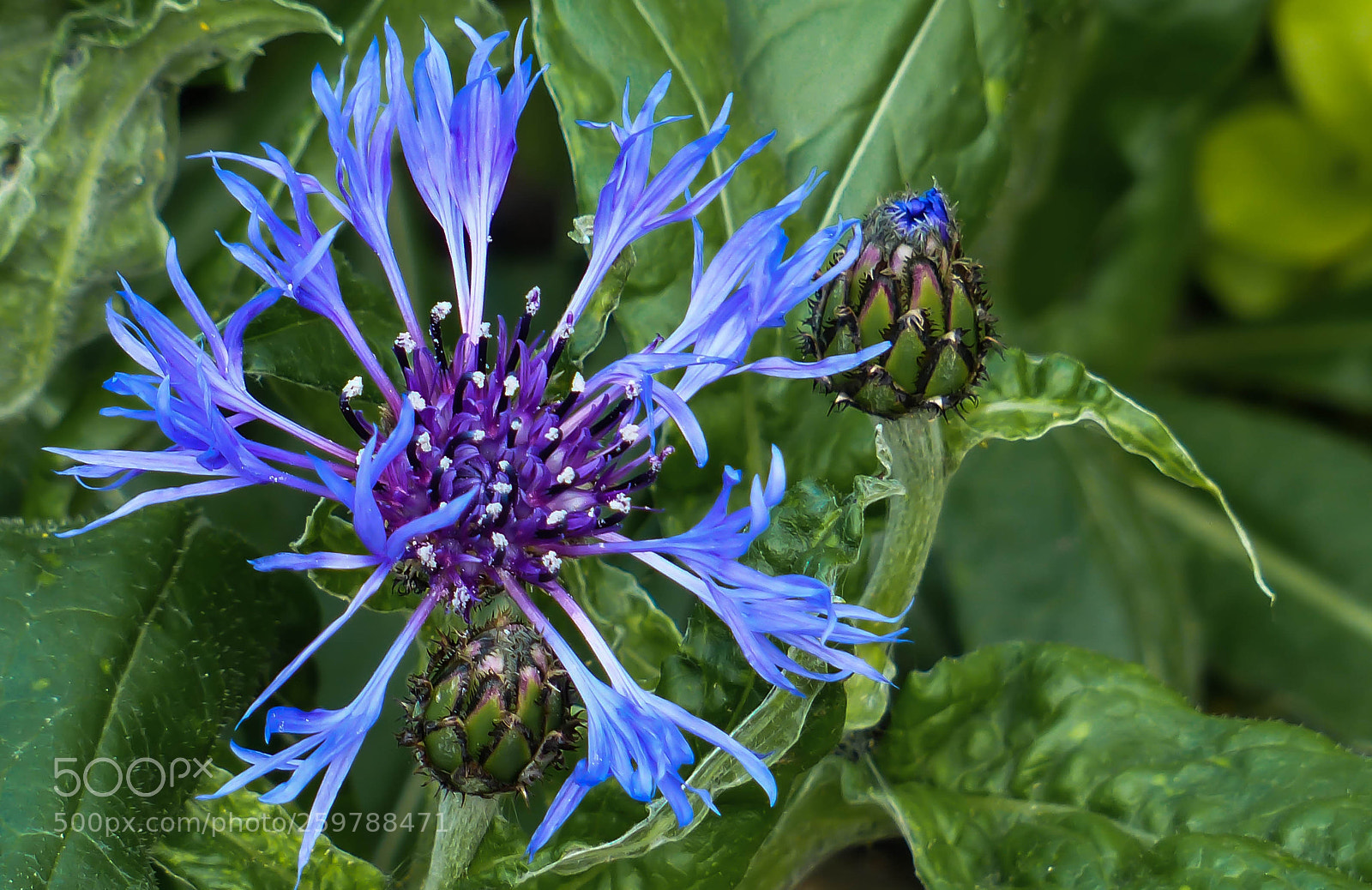 Panasonic Lumix DMC-FZ200 sample photo. Blue beauty photography