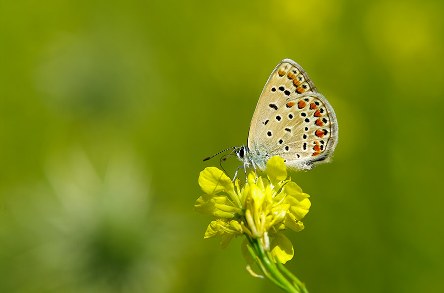 Pentax K20D sample photo. Spring photography