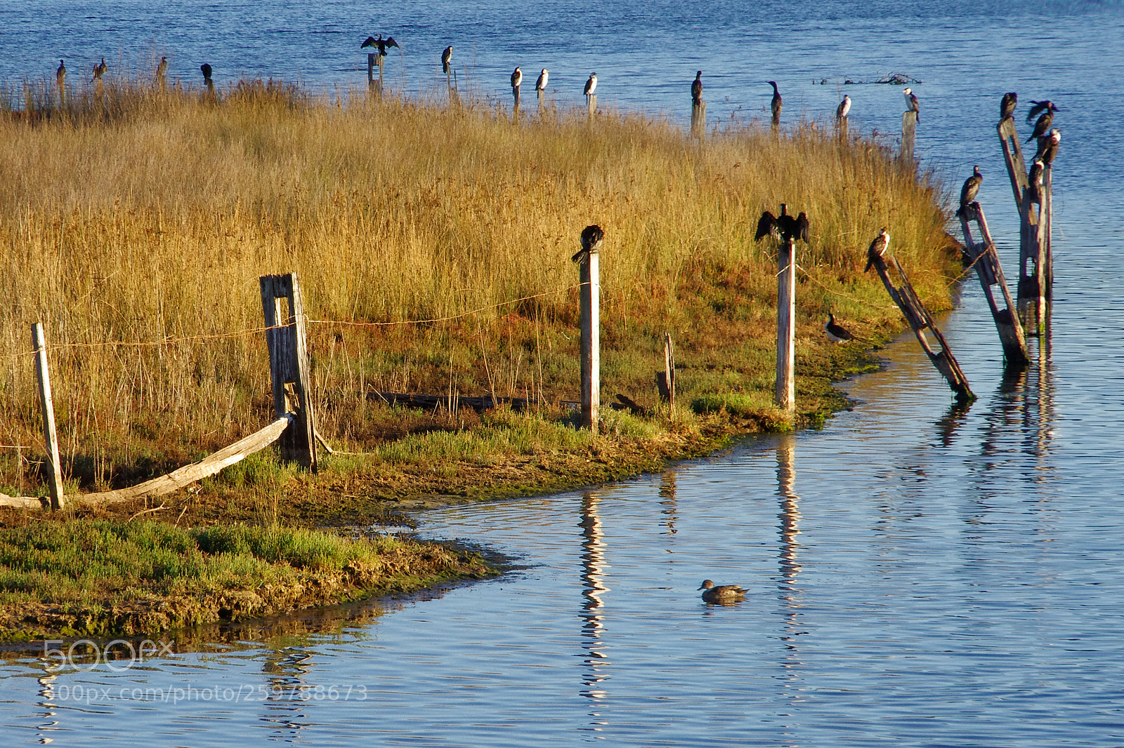 Pentax K-5 sample photo. The gathering photography