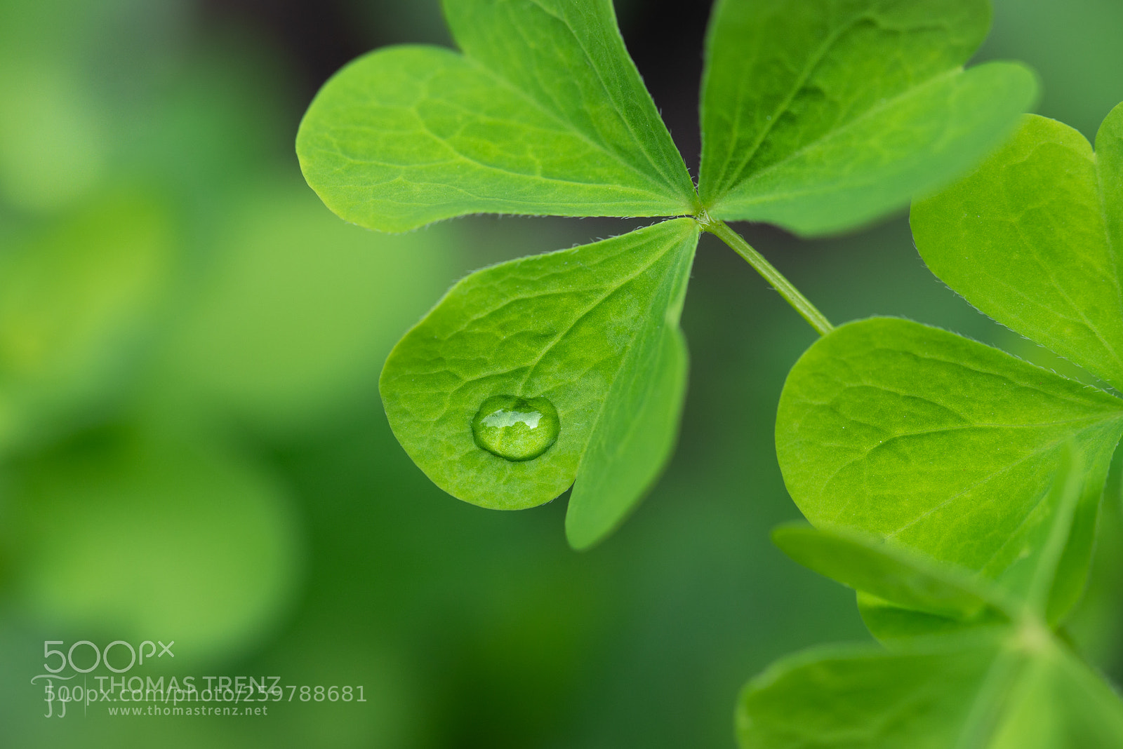 Nikon D600 sample photo. Lucky drop photography
