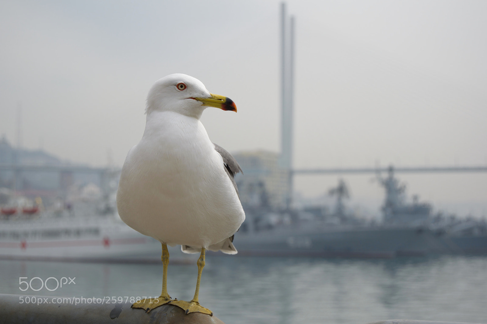 Nikon D3300 sample photo. A lonely bird photography