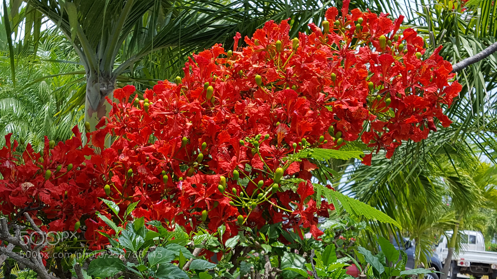 Samsung Galaxy S6 sample photo. Red red red flower photography
