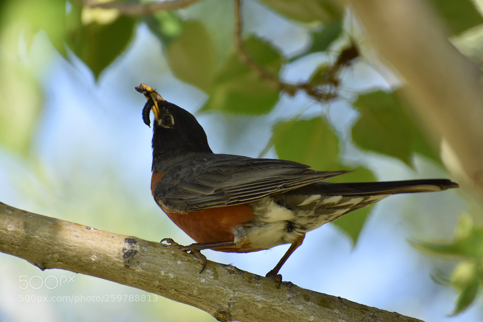 Nikon D3400 sample photo. Robin photography
