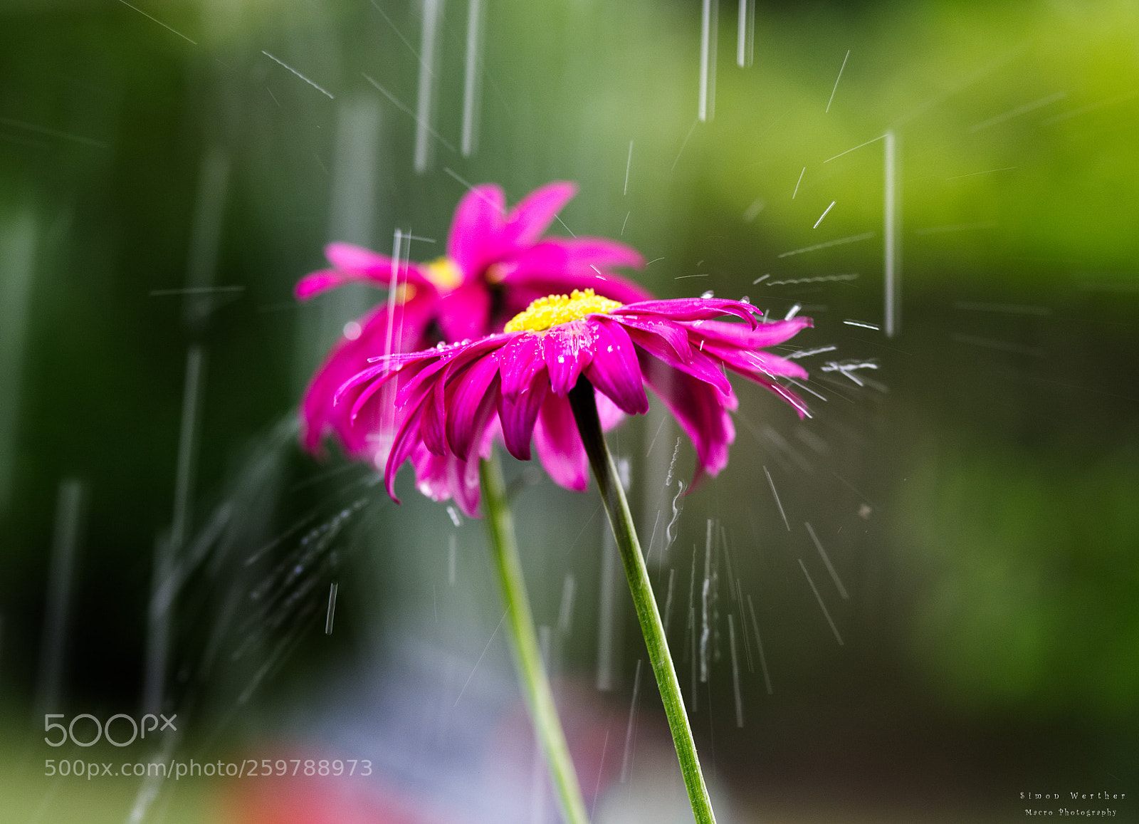 Nikon D5600 sample photo. Summer rain photography