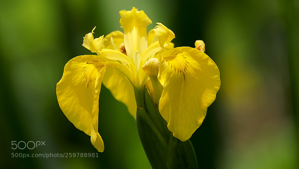 Canon EOS 5D Mark IV sample photo. Wild iris yellow photography
