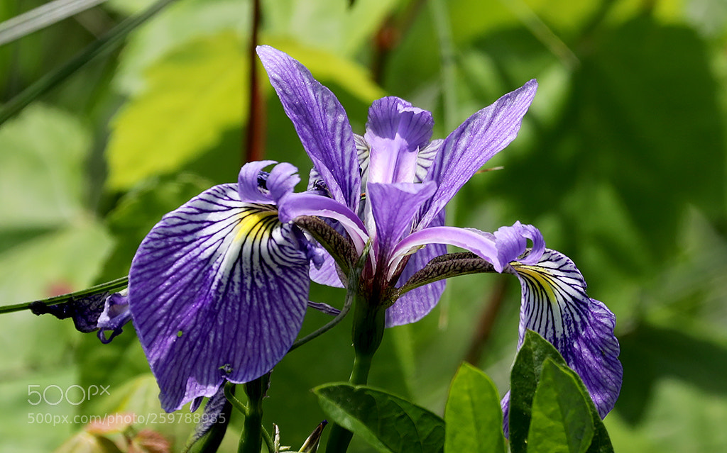 Canon EOS 5D Mark IV sample photo. Wild iris purple photography