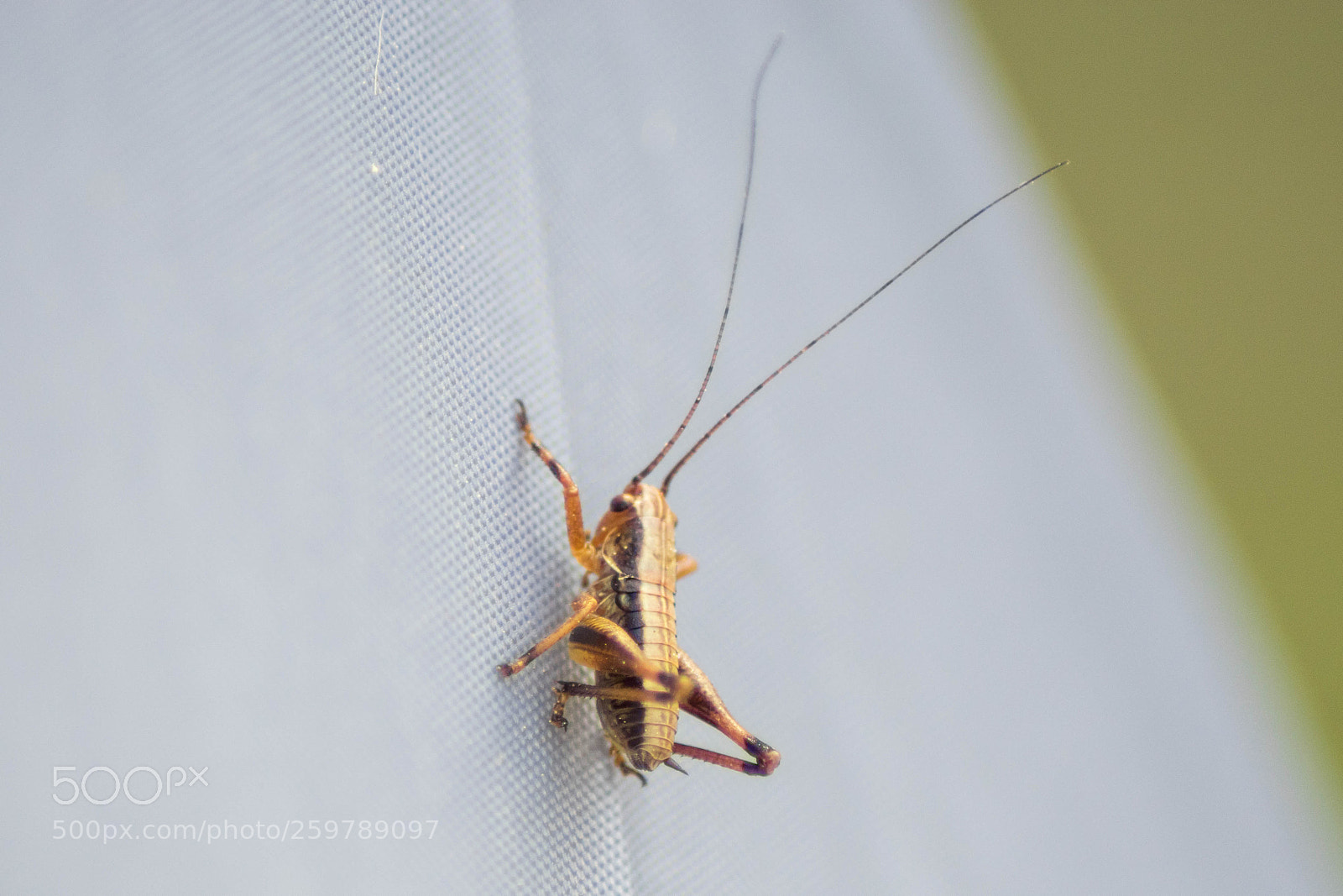 Sony ILCA-77M2 sample photo. Grass hopper photography
