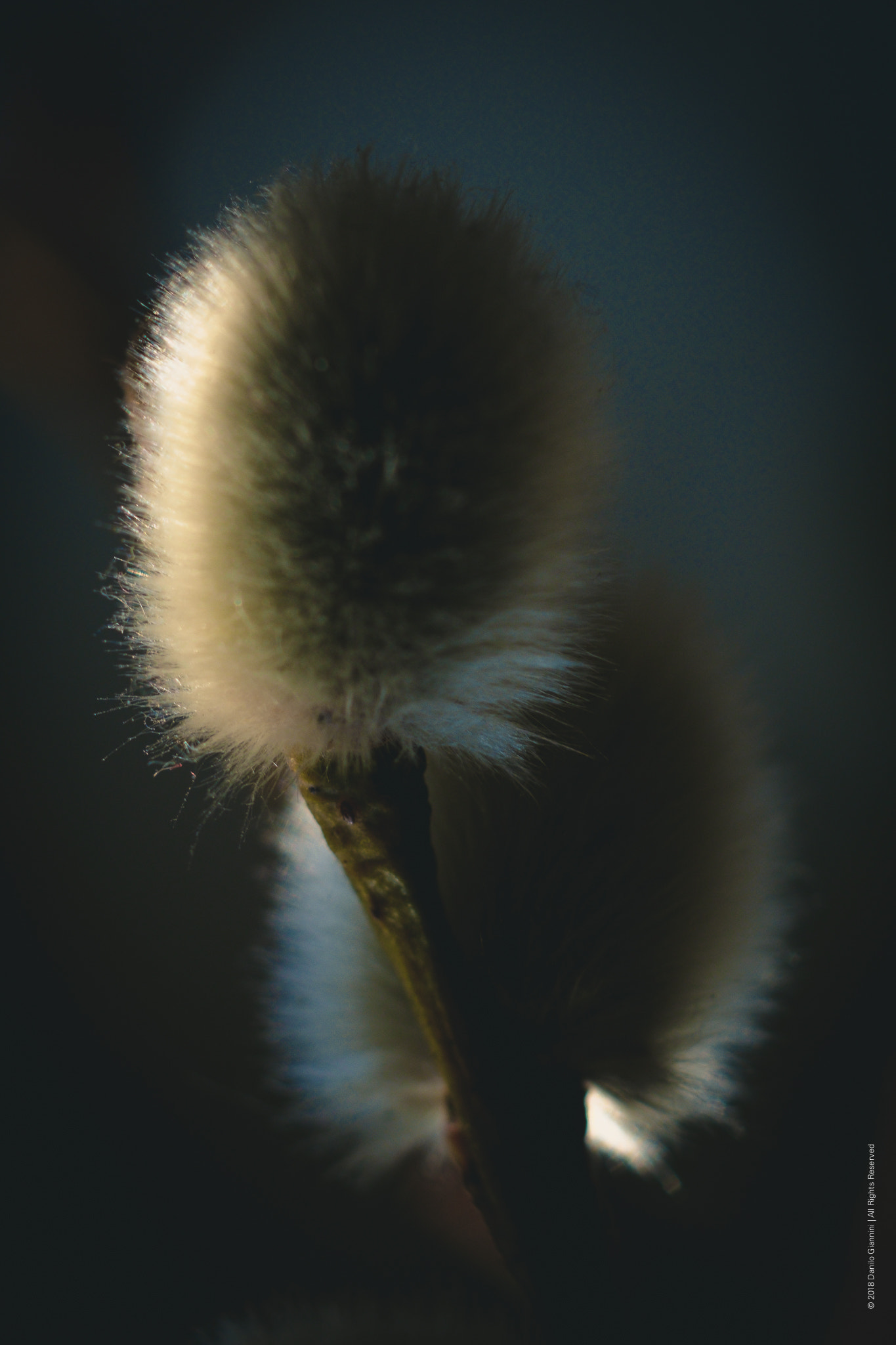 Fujifilm X-Pro1 sample photo. Sembianze photography