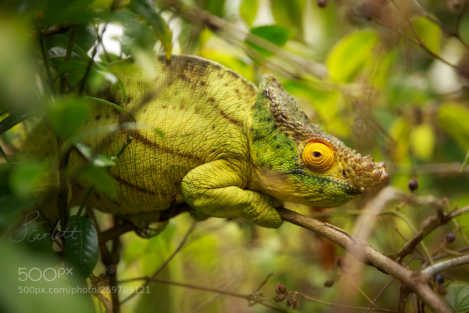 Canon EOS-1D X sample photo. King chameleon photography