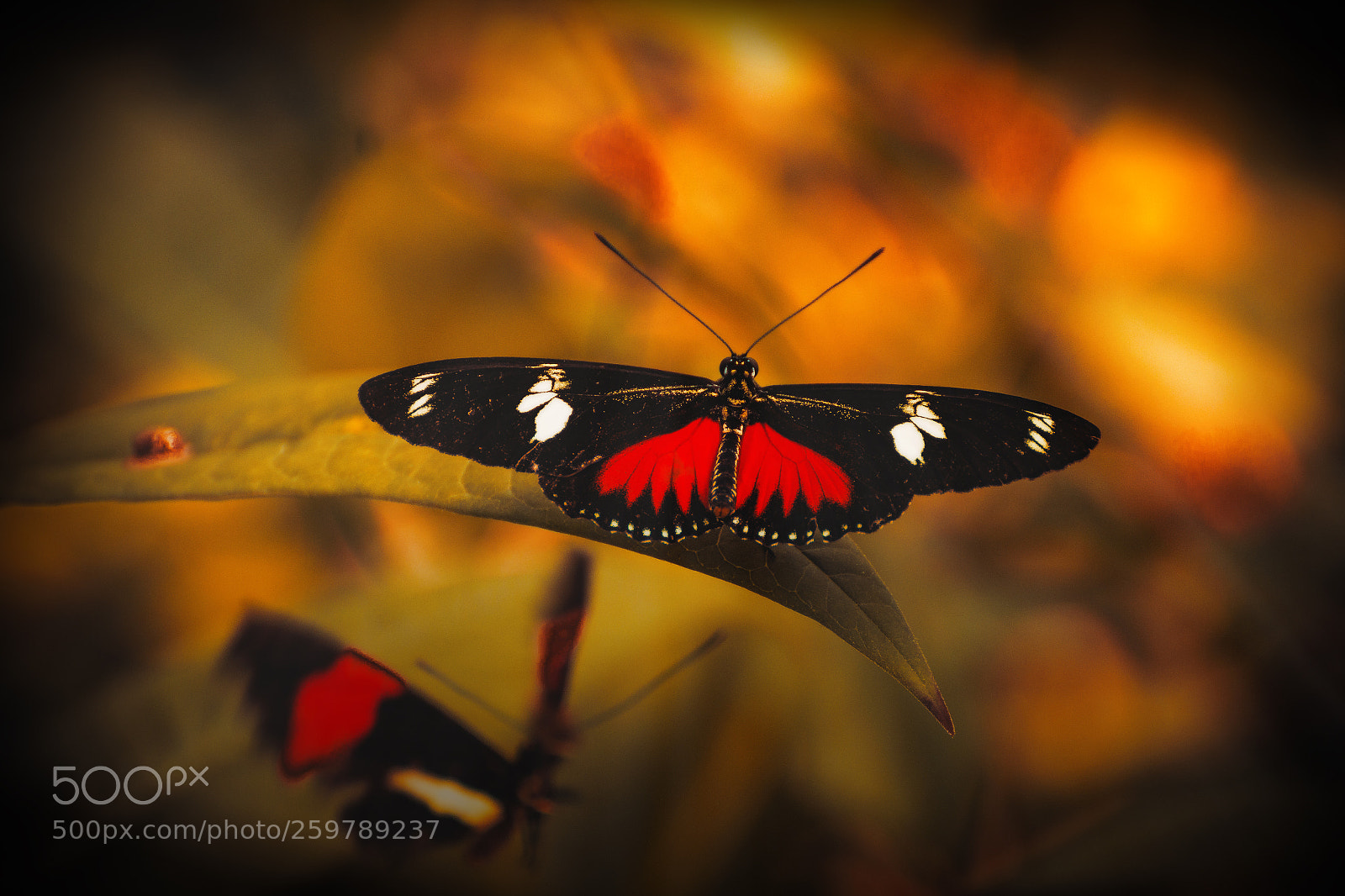 Canon EOS 70D sample photo. Butterflies photography