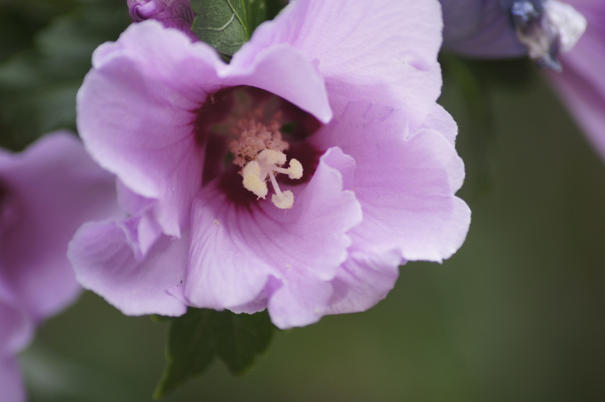 Sony SLT-A33 sample photo. Flower photography