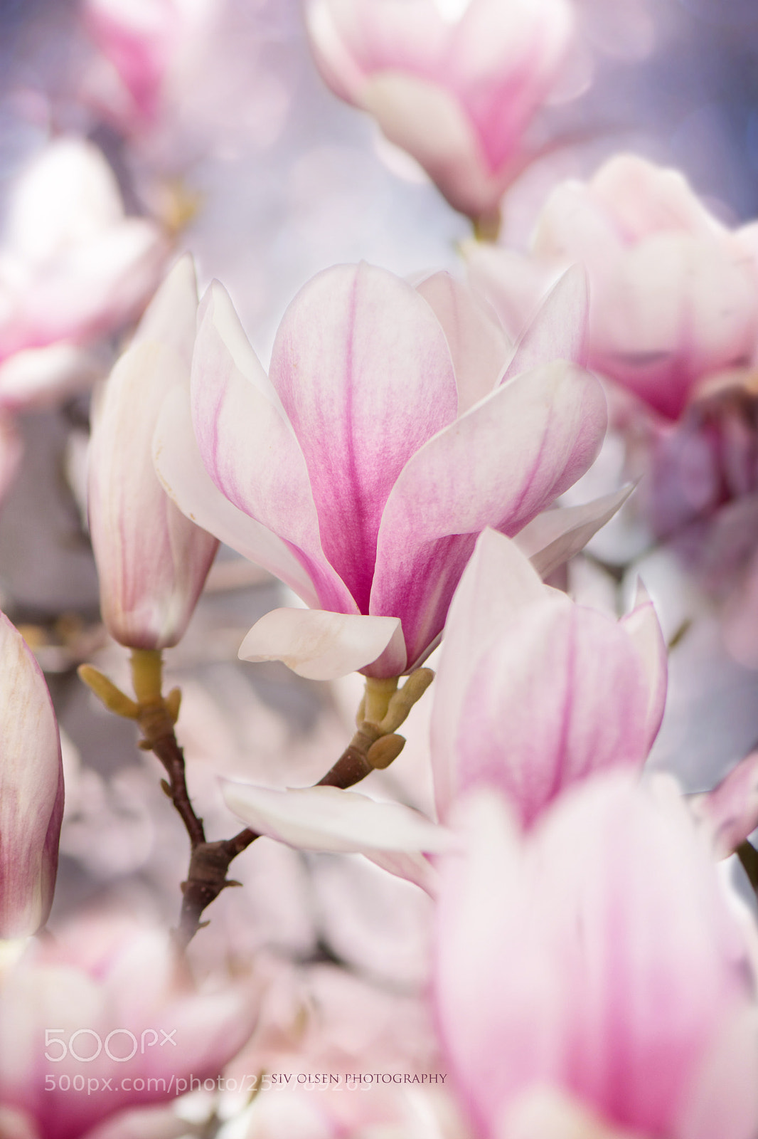 Nikon D7100 sample photo. ~ magnolia ~ photography