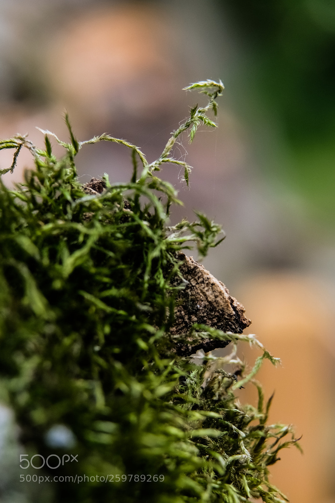 Fujifilm X-T2 sample photo. Moss photography