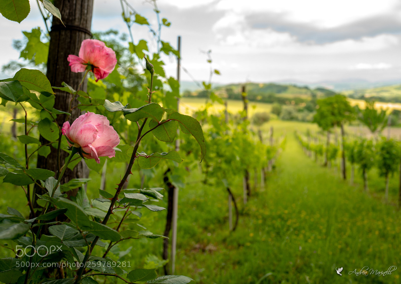 Leica Q (Typ 116) sample photo. The vineyard in bloom photography