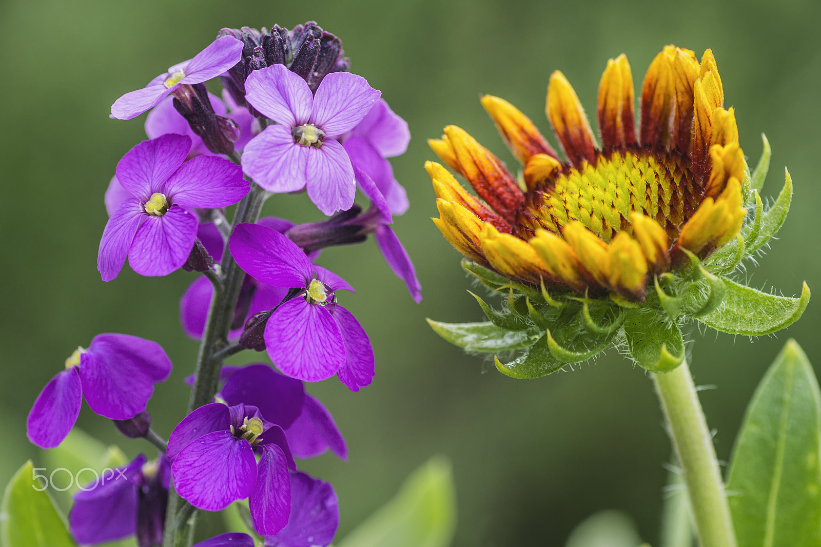 Sony SLT-A65 (SLT-A65V) sample photo. Wallflower and gaillardia photography