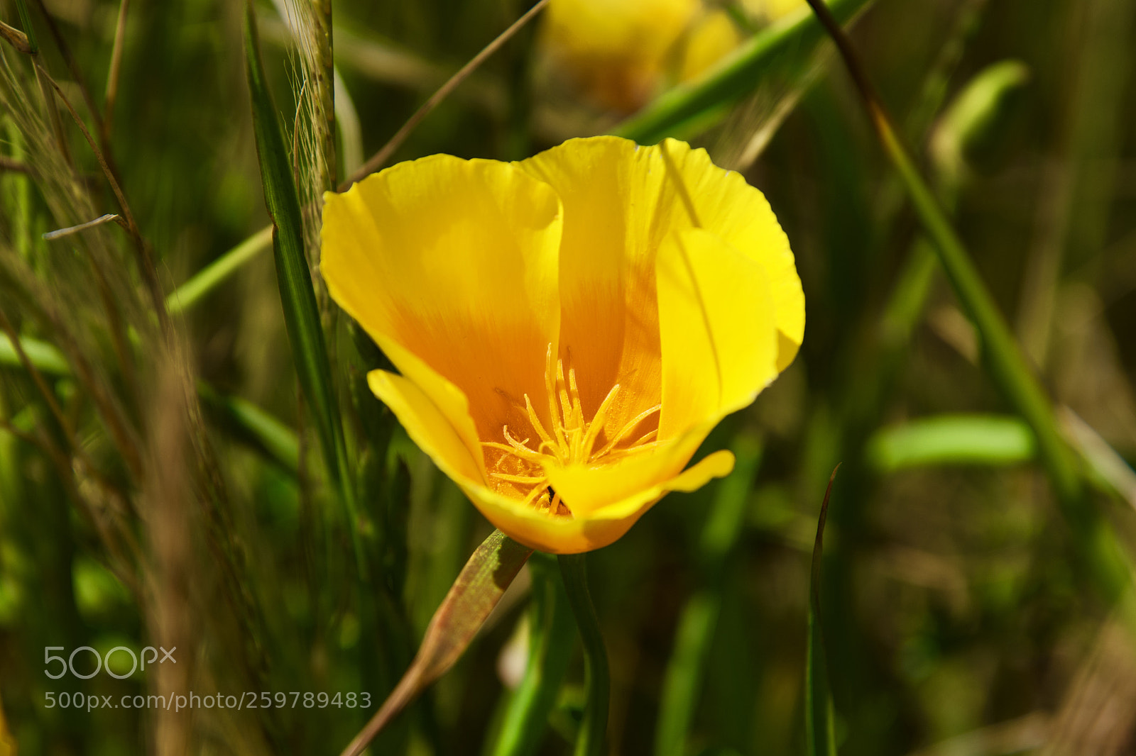 Nikon D7500 sample photo. Flower macro photography