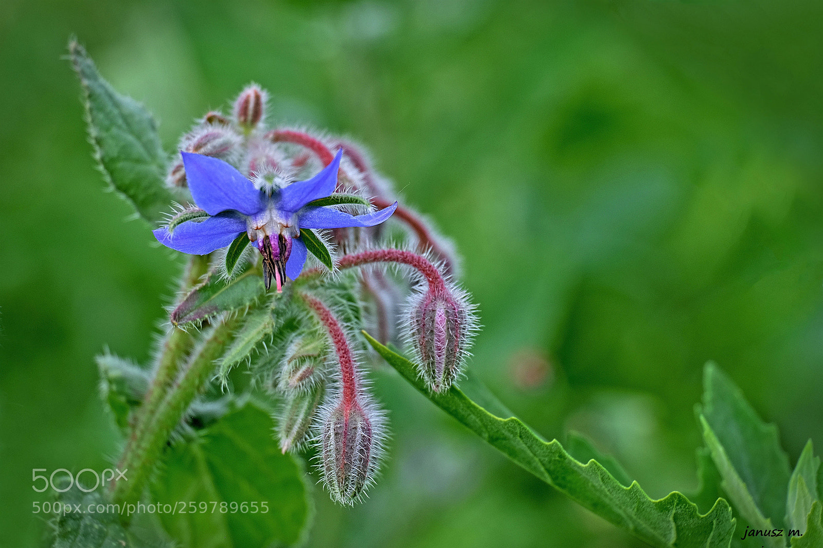 Fujifilm X-T10 sample photo. Flowers of the polish photography