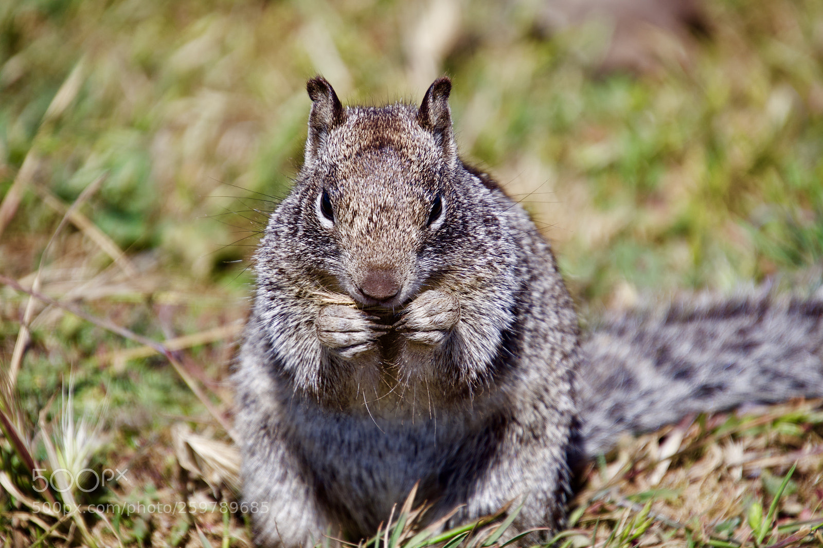 Nikon D7500 sample photo. A spoilt squirrel photography