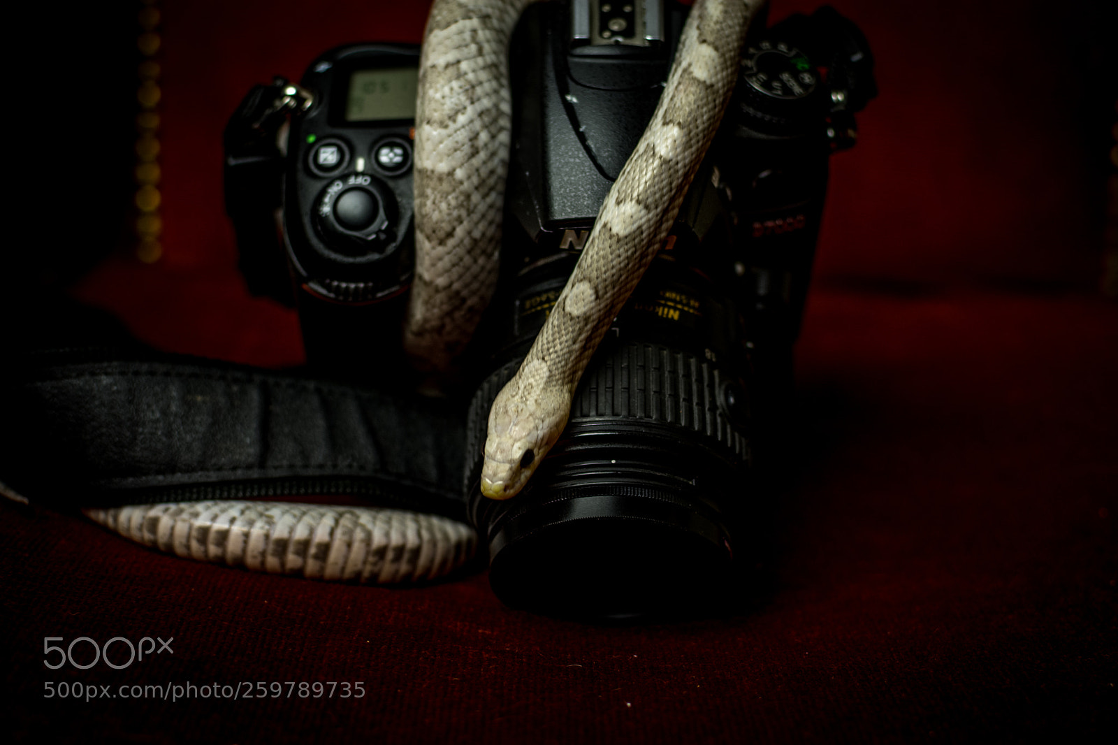 Nikon D5200 sample photo. Snake photography