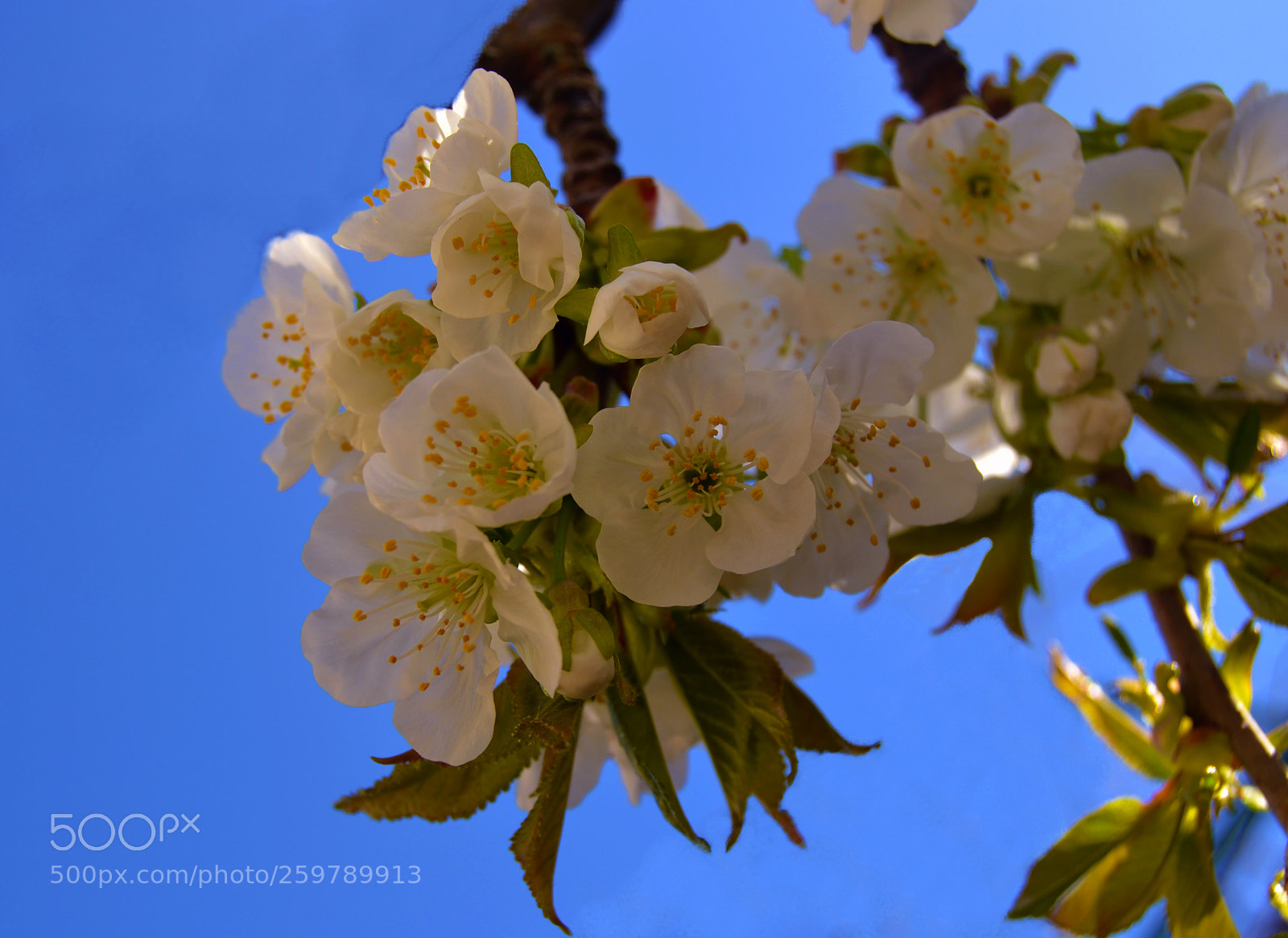 Nikon D3100 sample photo. Primavera photography
