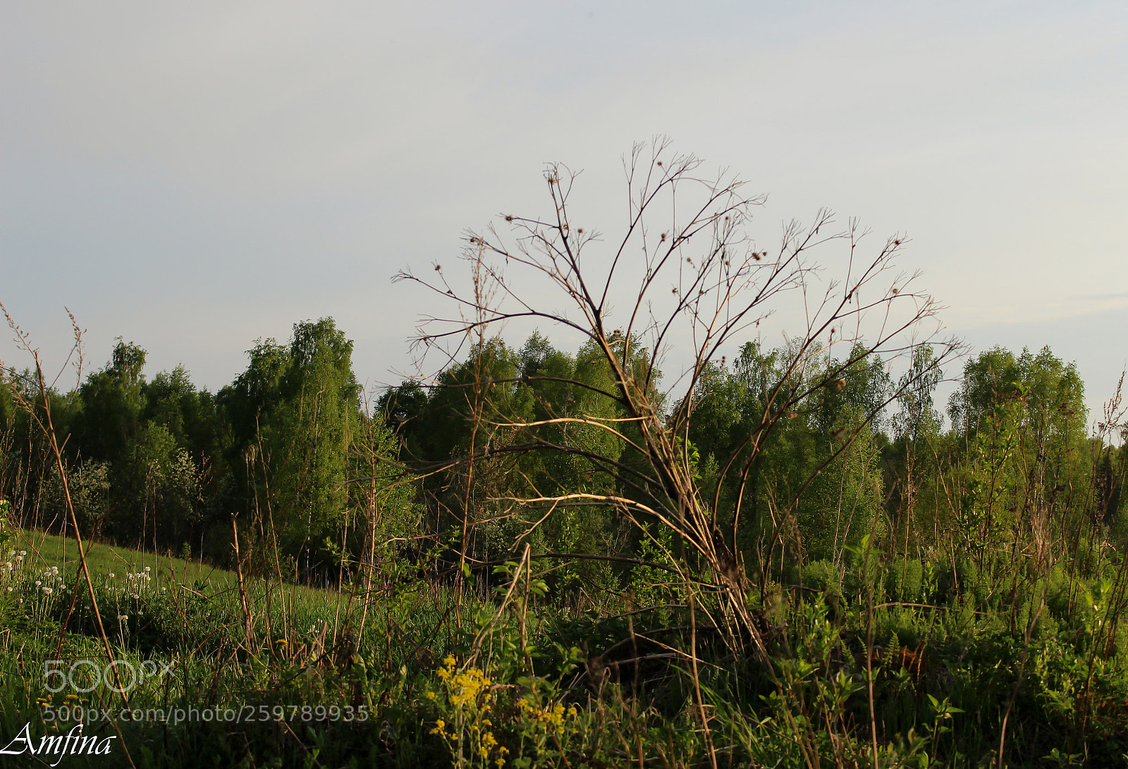 Canon EOS 600D (Rebel EOS T3i / EOS Kiss X5) sample photo. репей photography