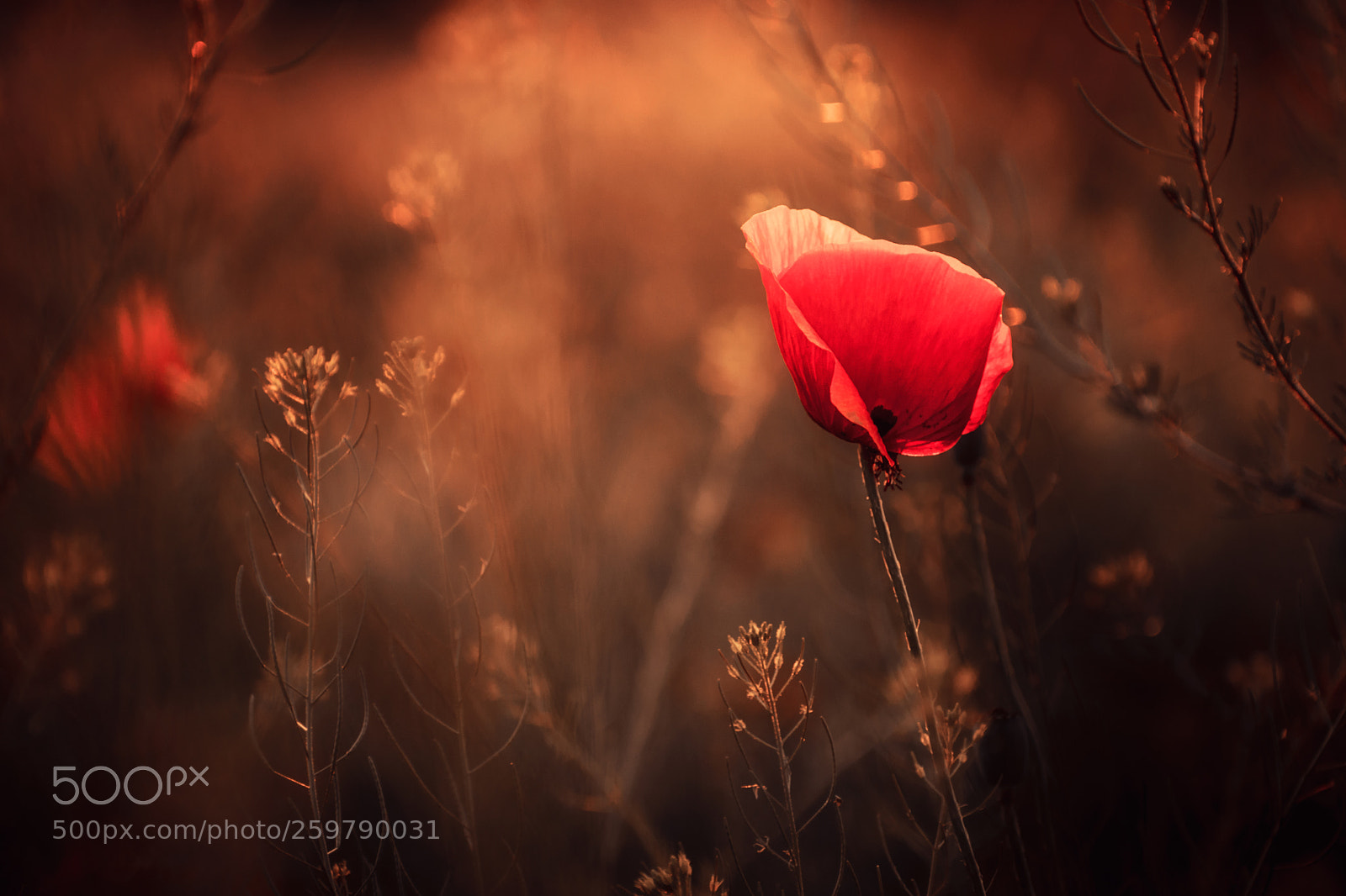 Nikon D5300 sample photo. Sunset poppy photography