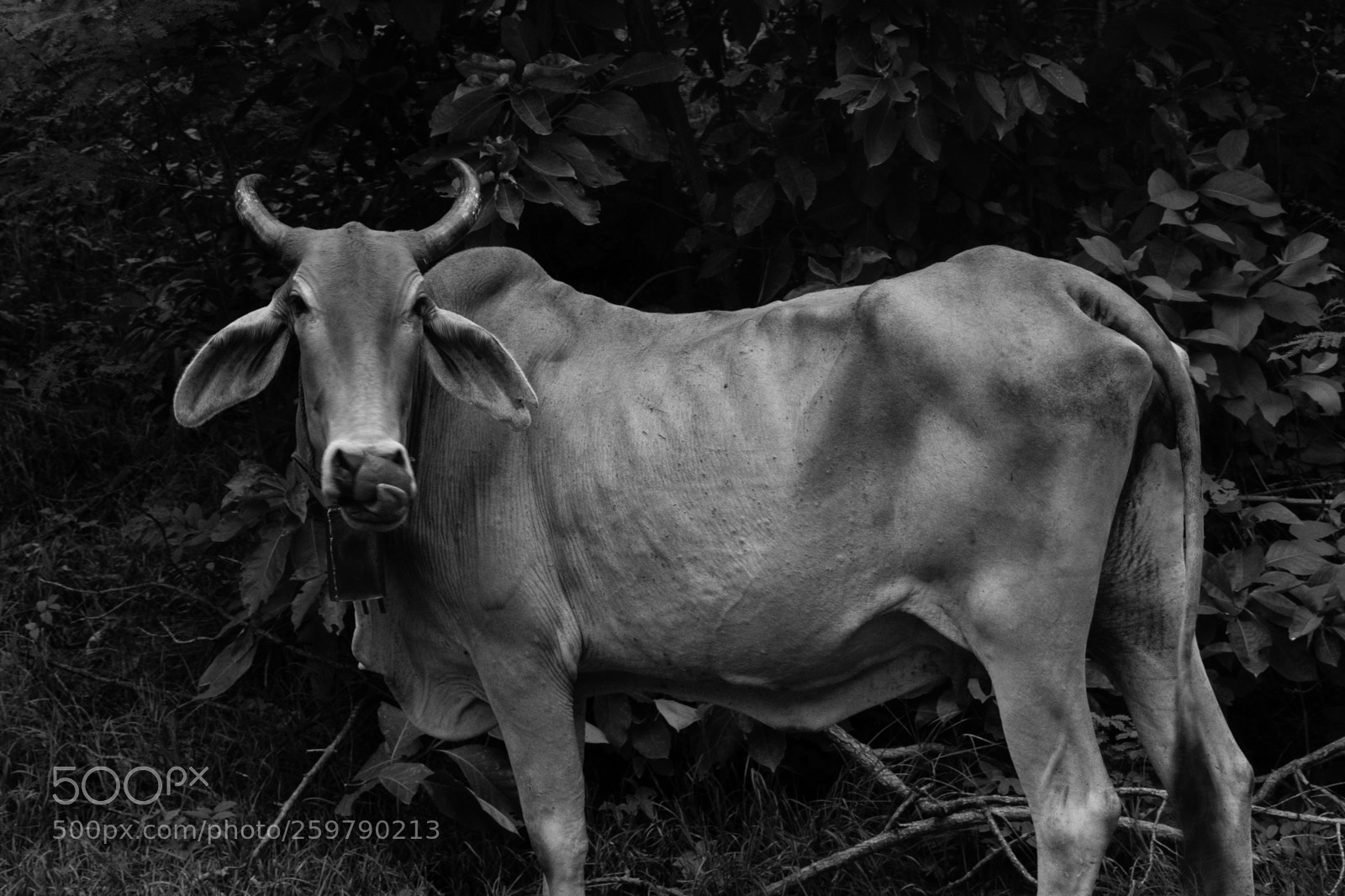 Olympus OM-D E-M5 sample photo. Cow model photography