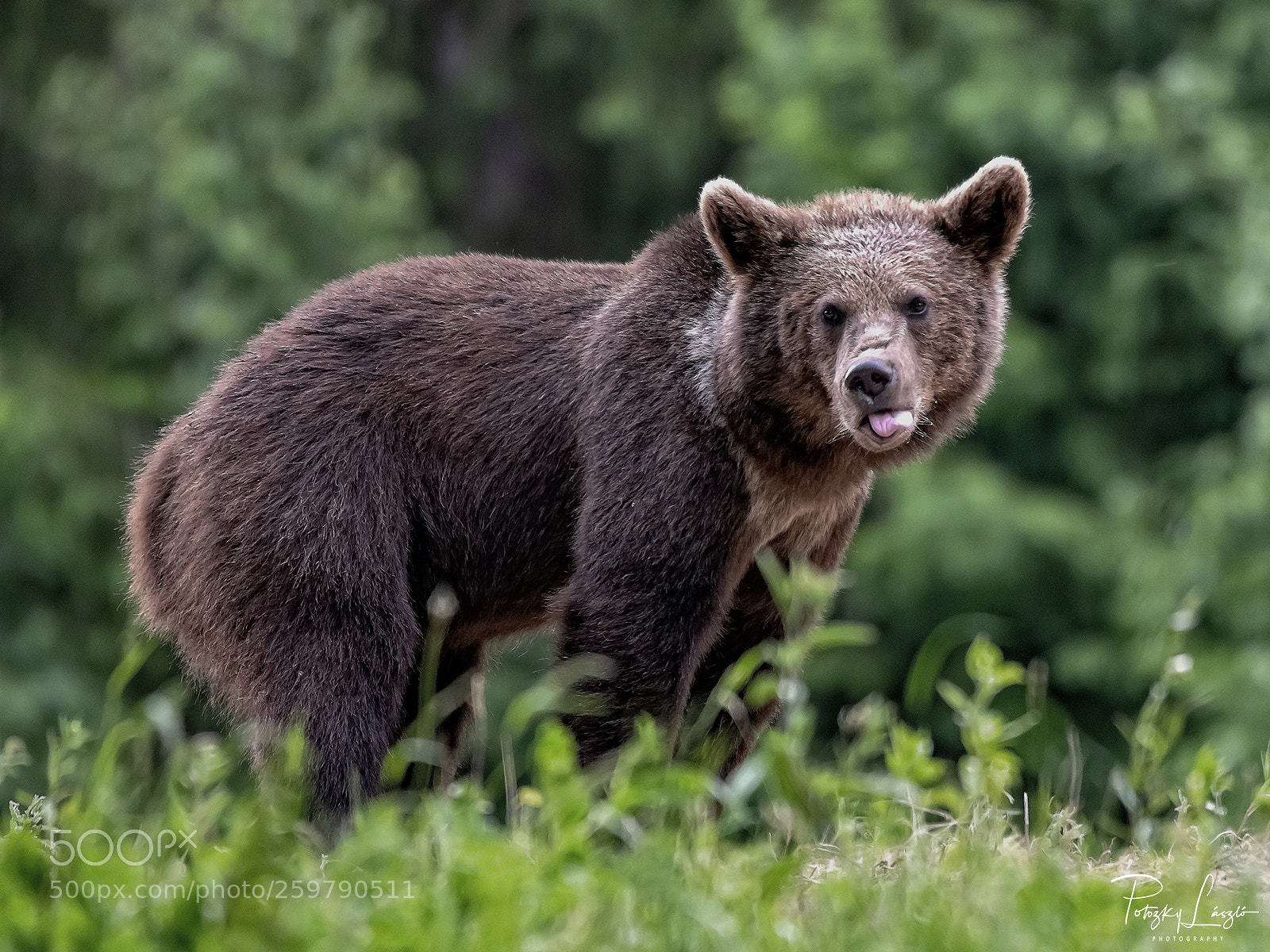 Nikon D850 sample photo. Young bear photography