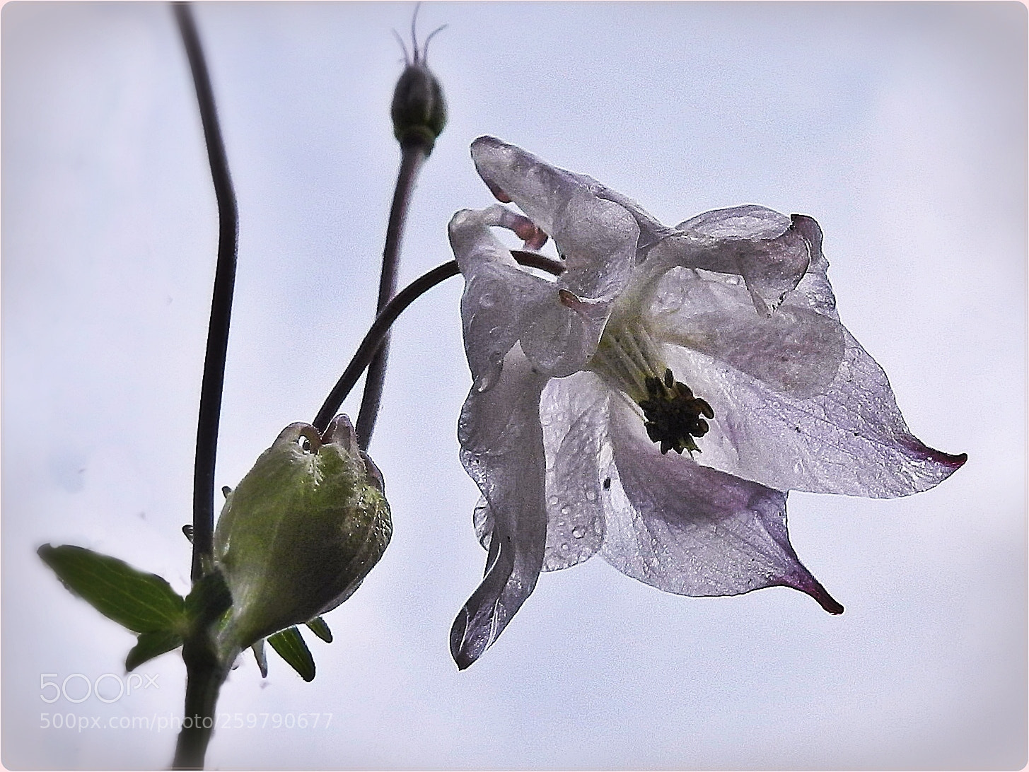 Nikon Coolpix P500 sample photo. Looking up the skirt photography